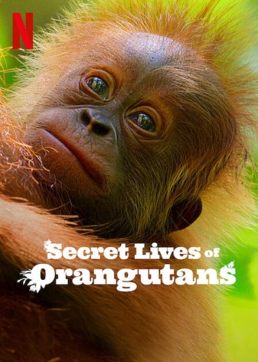 فيلم Secret Lives of Orangutans 2024 مترجم اون لاين